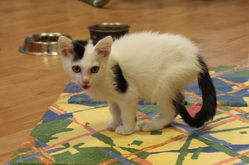 Klaudija, Mixed Breed (Dumovec)