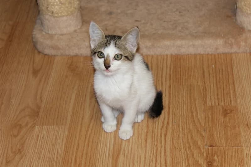 Šime, Mixed Breed (Dumovec)