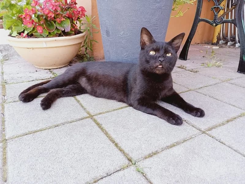 Mo, male senior Mixed Breed for adoption at Dumovec, Zagreb