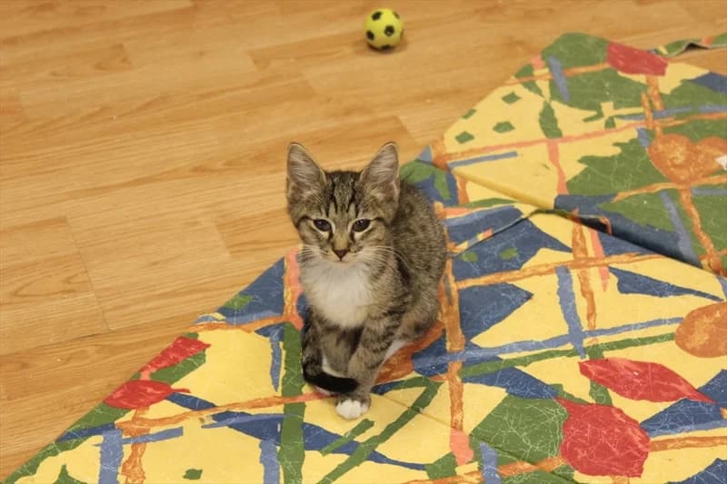 Yogi, Mixed Breed (Dumovec)