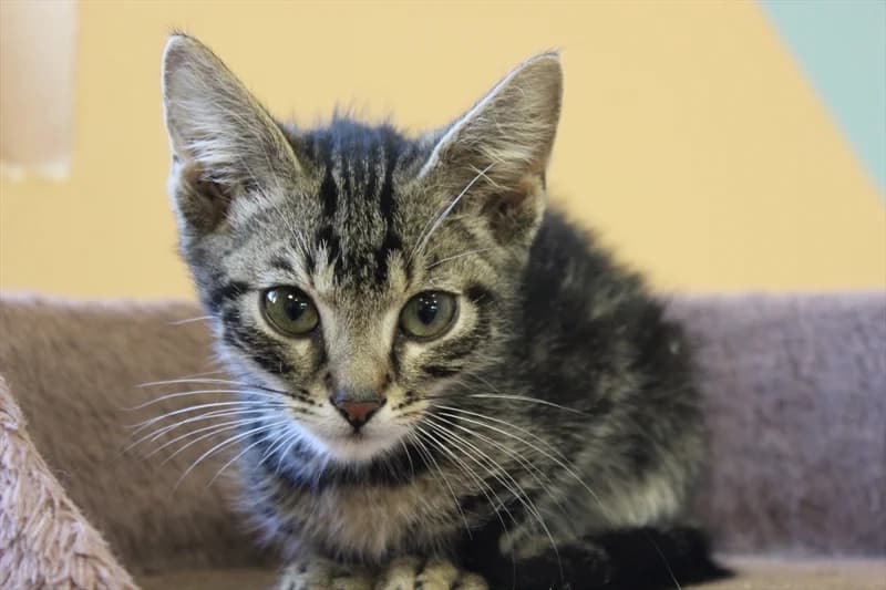 Pačo, Mixed Breed (Dumovec)