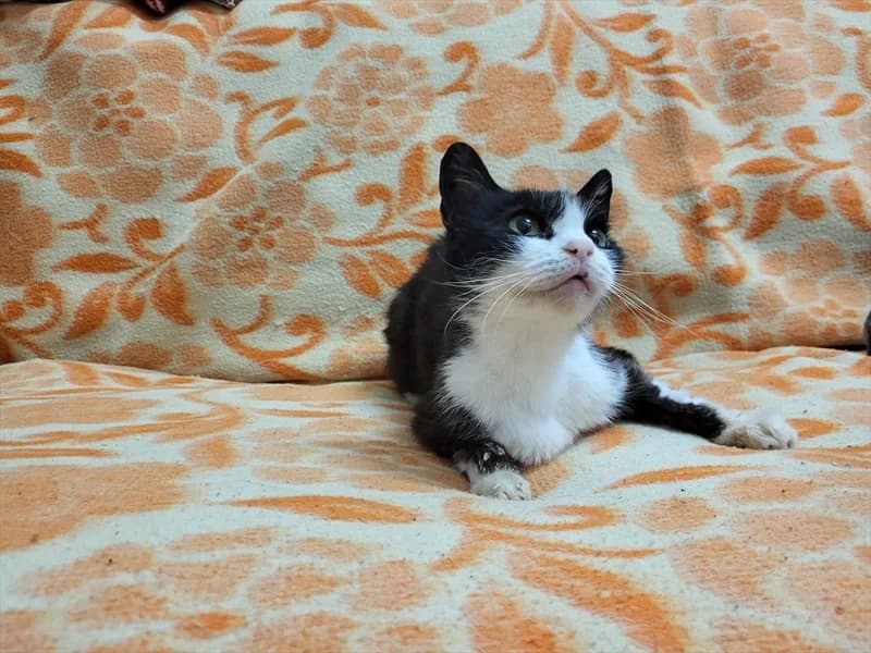 Indi, Mixed Breed (Dumovec)