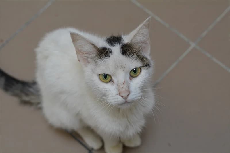 Peny, Mixed Breed (Dumovec)