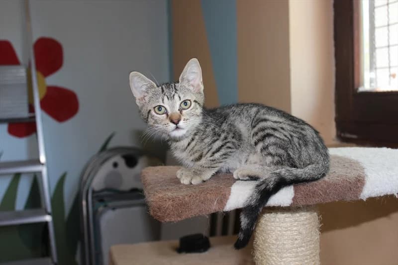 Epi, Mixed Breed (Dumovec)