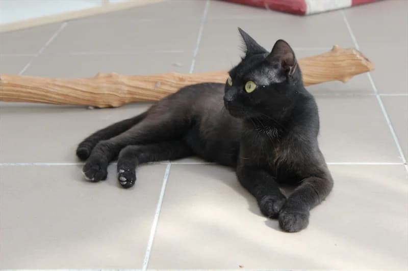 Flavio, Mixed Breed (Dumovec)