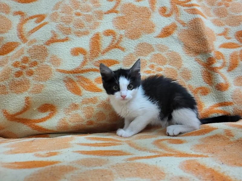 Oliva, Mixed Breed (Dumovec)