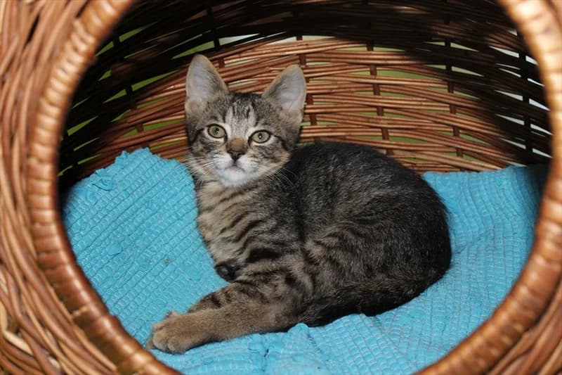 Ivica, Mixed Breed (Dumovec)