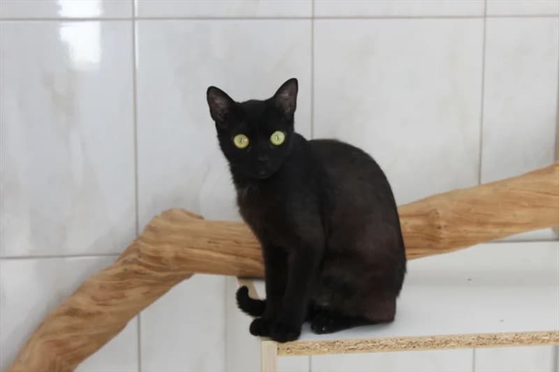Button, Mixed Breed (Dumovec)