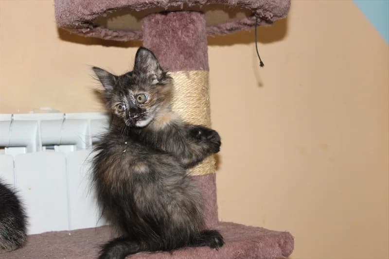 Marica, Mixed Breed (Dumovec)