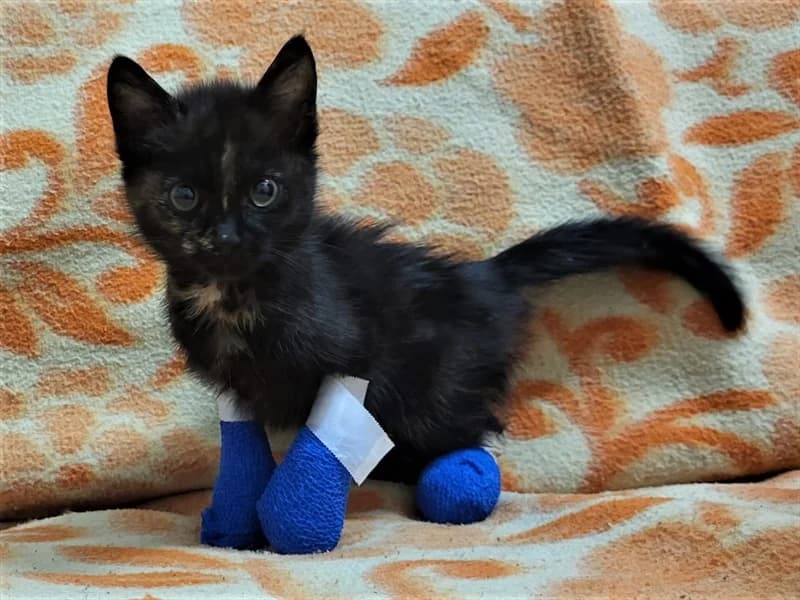 Vesna, Mixed Breed (Dumovec)