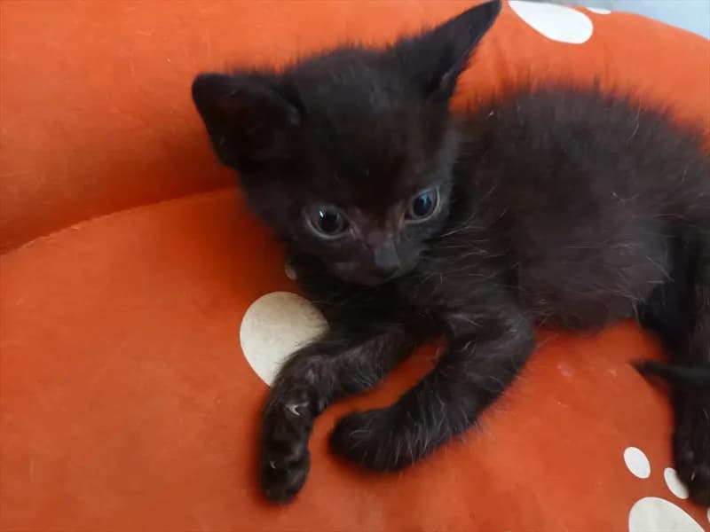Moro, Mixed Breed (Dumovec)