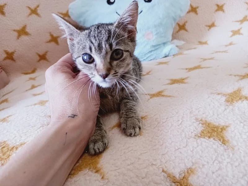 Oliver, Mixed Breed (Dumovec)