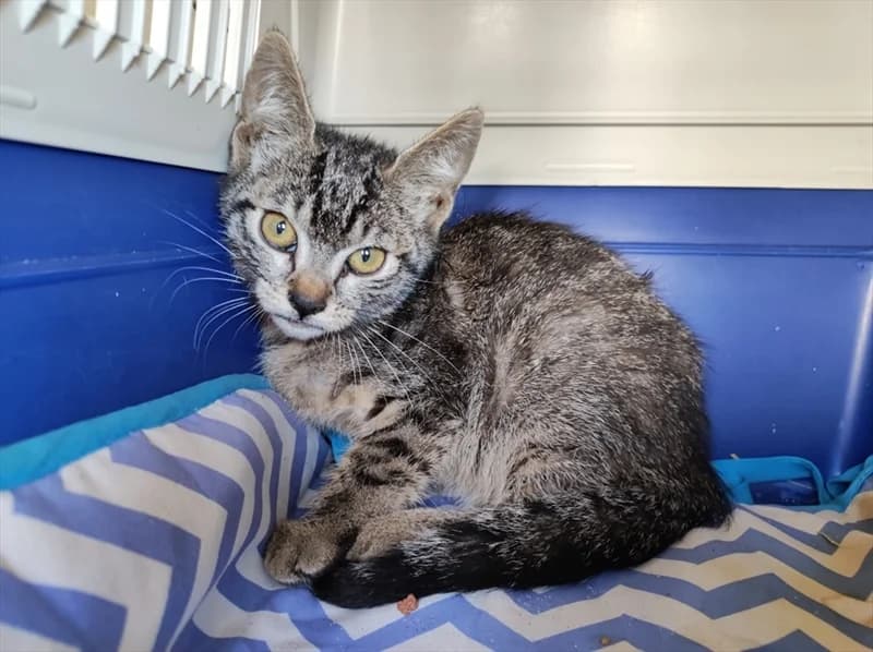 Tigris, Mixed Breed (Dumovec)