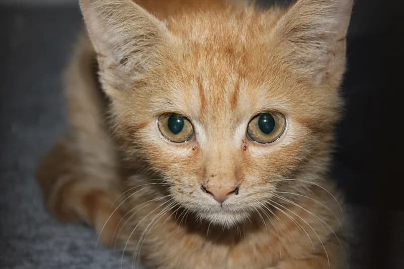 Valentina, Mixed Breed (Dumovec)