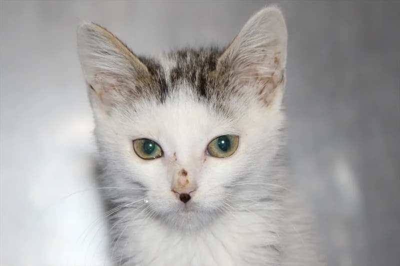 Tiga, Mixed Breed (Dumovec)