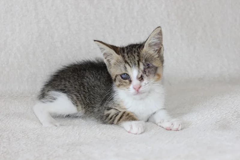 Saša, Mixed Breed (Dumovec)