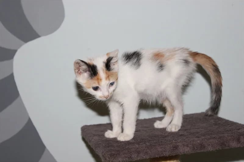 Saša, Mixed Breed (Dumovec)