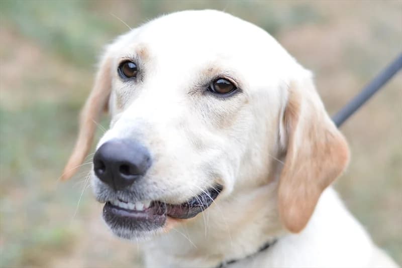 Eva, Labrador Retriever (Dumovec)
