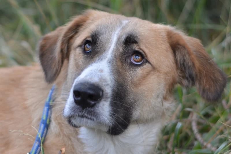 Alba, female 5yo mixed breed for adoption at Dumovec, Zagreb