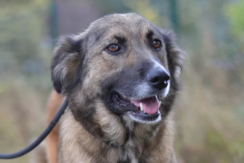 Abril, female 6yo mixed breed for adoption at Dumovec, Zagreb