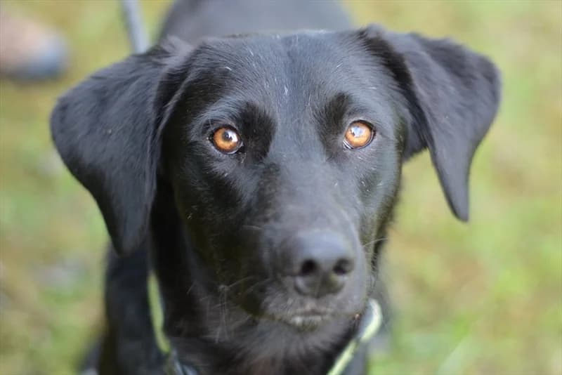 Blacky,  (Dumovec)