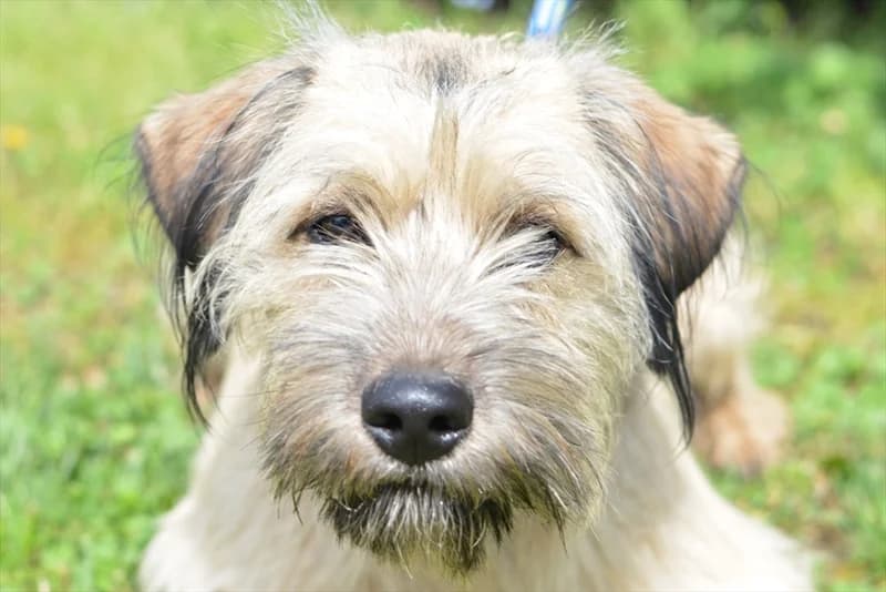 Ahil, male 3yo mixed breed for adoption at Dumovec, Zagreb
