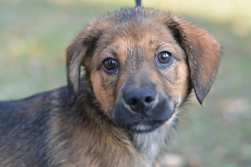 Afro, male 3yo mixed breed for adoption at Dumovec, Zagreb