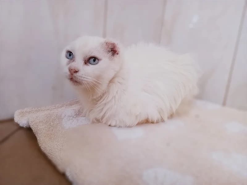 Angora, female senior Mixed Breed for adoption at Dumovec, Zagreb