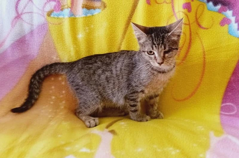 Dorica, Mixed Breed (Dumovec)