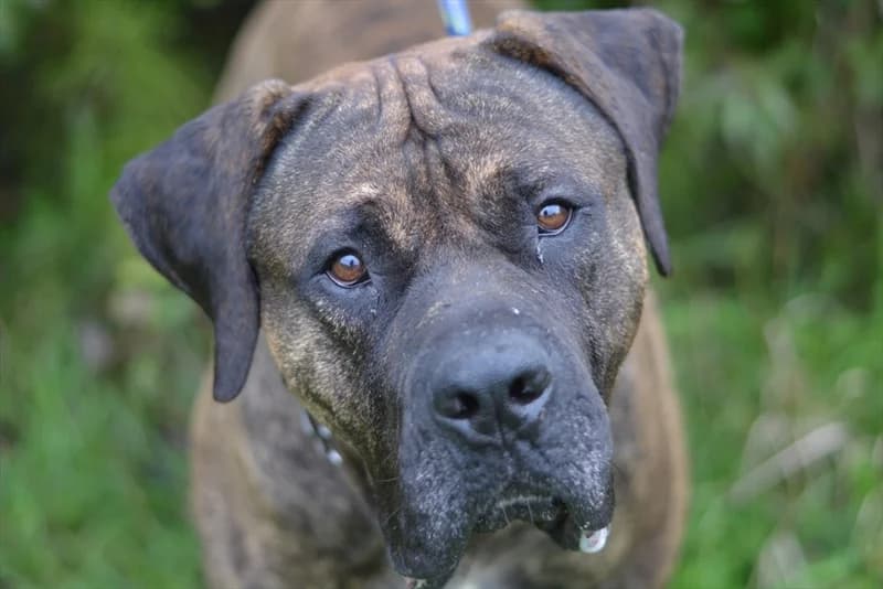 Zeus,  (Dumovec)