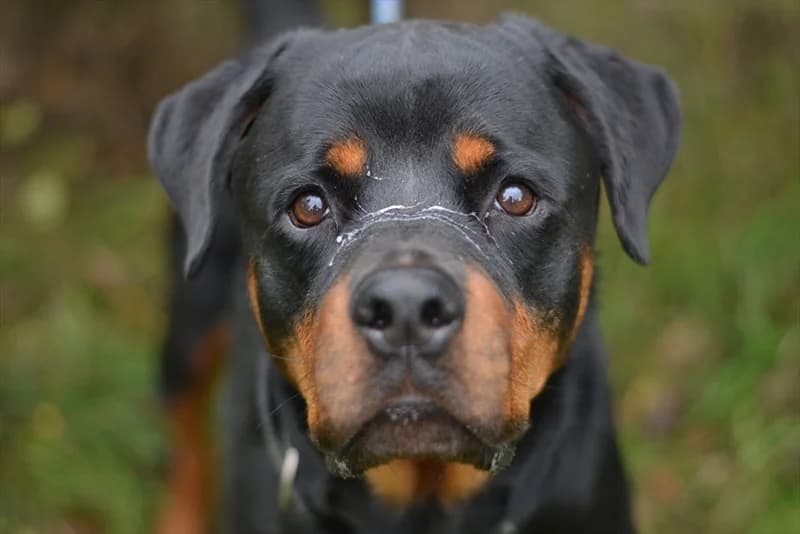 Cezar, male senior Rottweiler for adoption at Dumovec, Zagreb