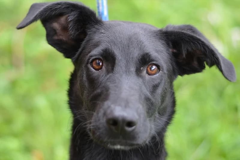 Blacki, male mixed breed for adoption at Dumovec, Zagreb