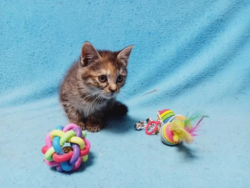 Velma, Mixed Breed (Dumovec)
