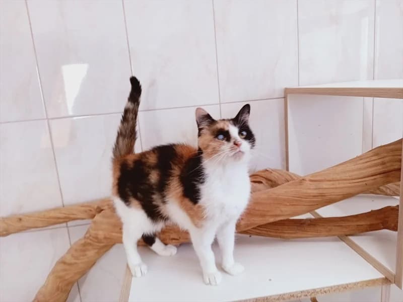 Mamasita, Mixed Breed (Dumovec)