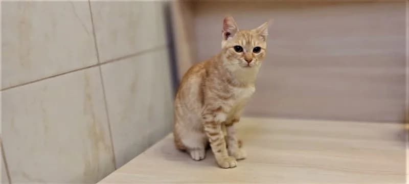 Claud, Mixed Breed (Dumovec)