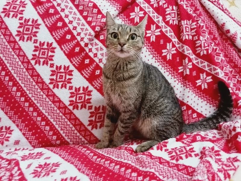 Elvira, Mixed Breed (Dumovec)