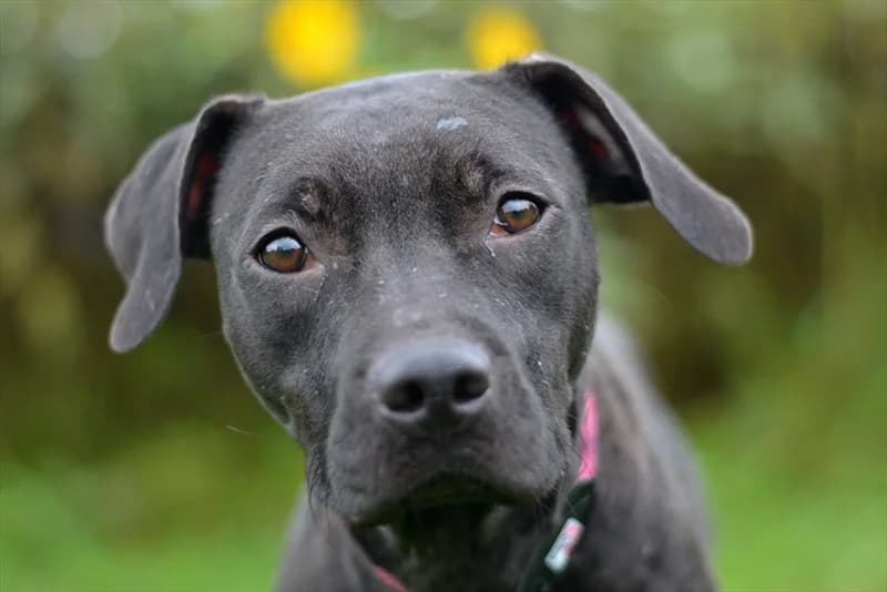 Agatha, female 7yo mixed breed for adoption at Dumovec, Zagreb
