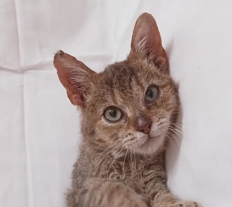 Flu, Mixed Breed (Dumovec)