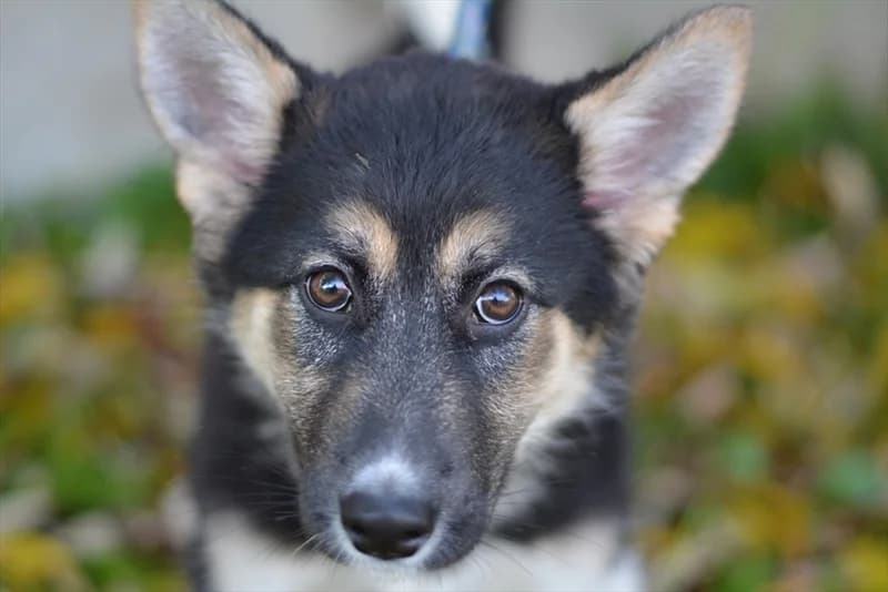 Regina, female 3yo Husky for adoption at Dumovec, Zagreb