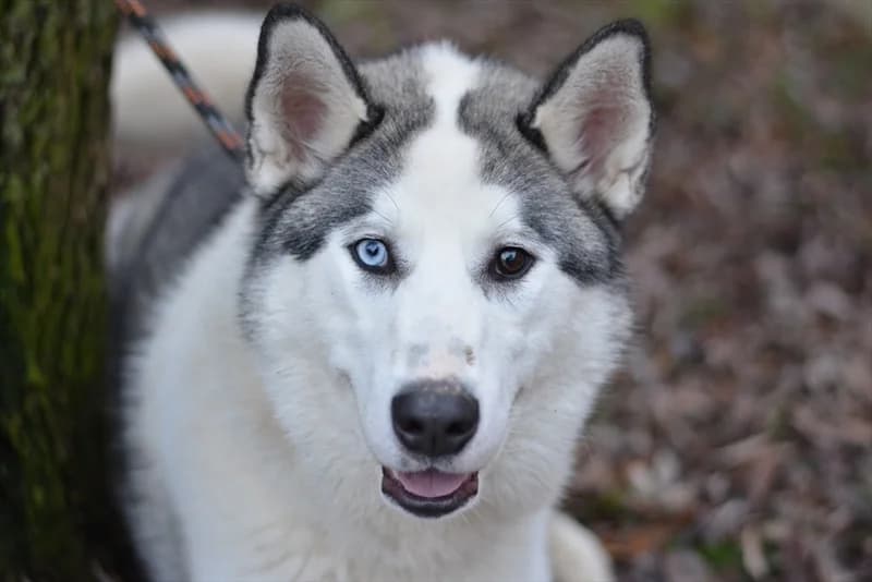 Lordy, male 4yo Husky for adoption at Dumovec, Zagreb