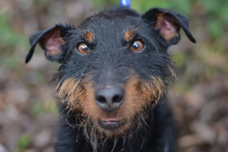 Bob, male senior Mixed Breed for adoption at Dumovec, Zagreb
