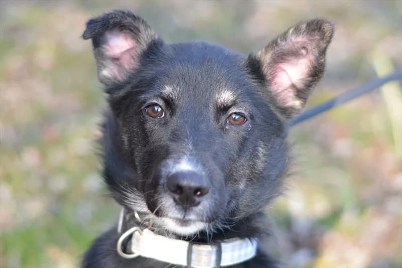 Kaska,  (Dumovec)