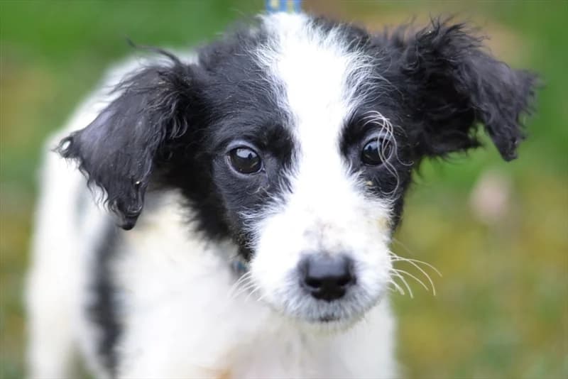 Aja, female 3yo mixed breed for adoption at Dumovec, Zagreb