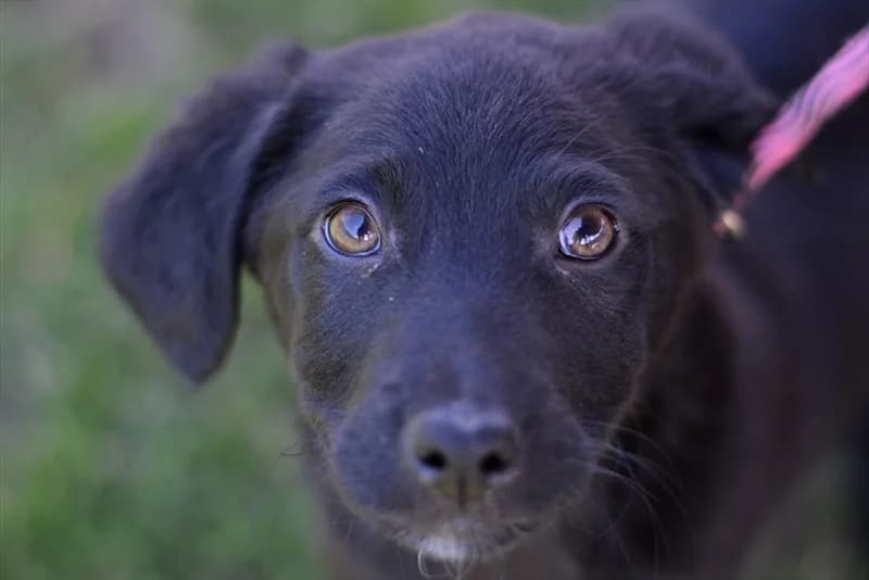 Pippen,  (Dumovec)