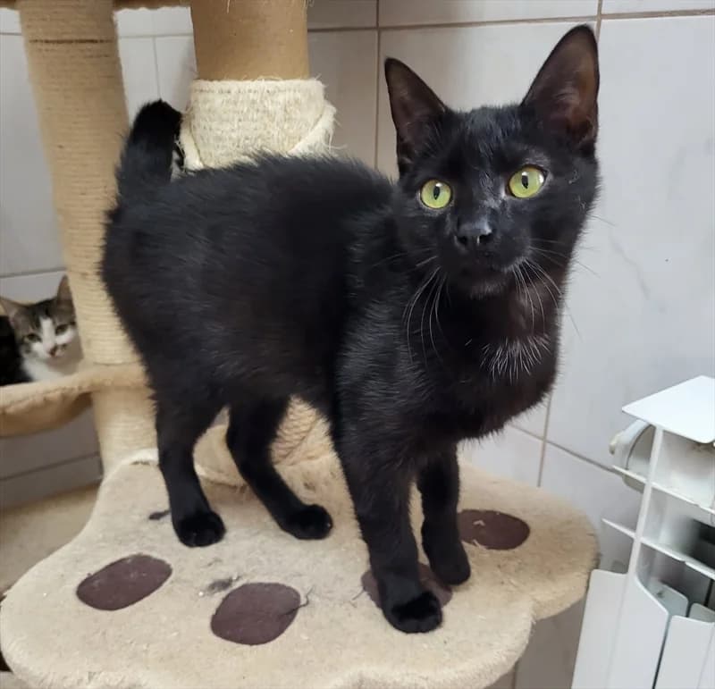 Miko, Mixed Breed (Dumovec)