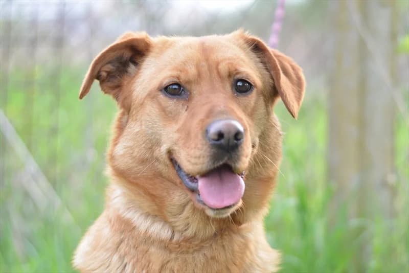 Terra,  (Dumovec)