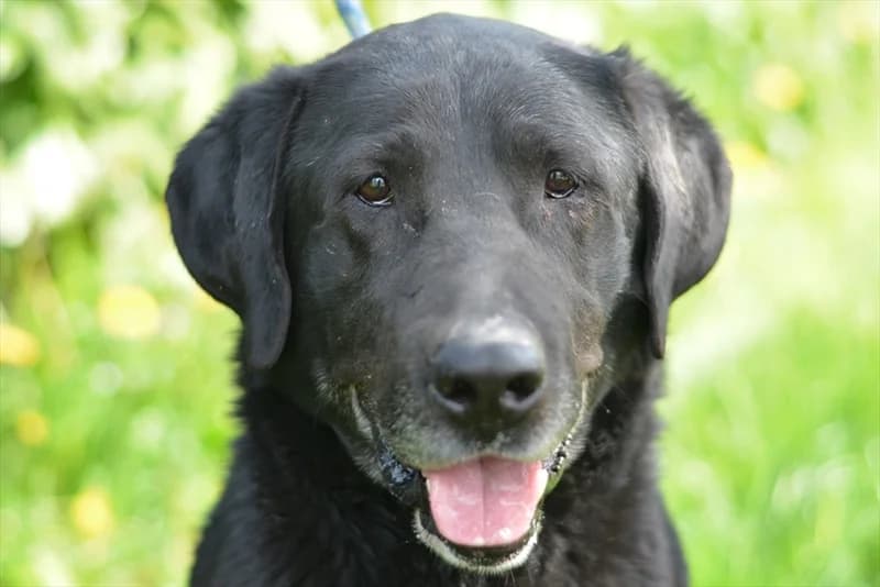 Ščapo, Labrador Retriever (Dumovec)