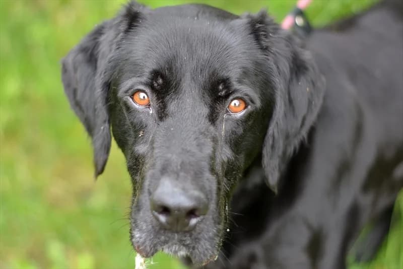 Blek, Labrador Retriever (Dumovec)