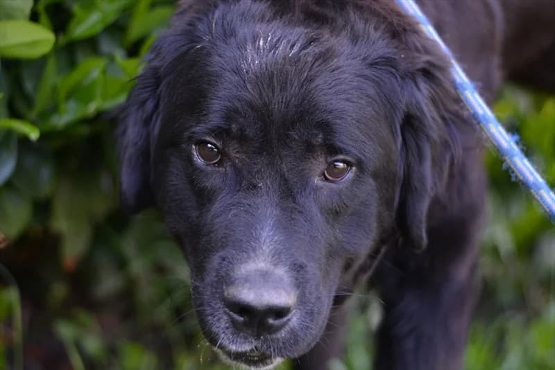 Edo, male 3yo Newfoundland for adoption at Dumovec, Zagreb