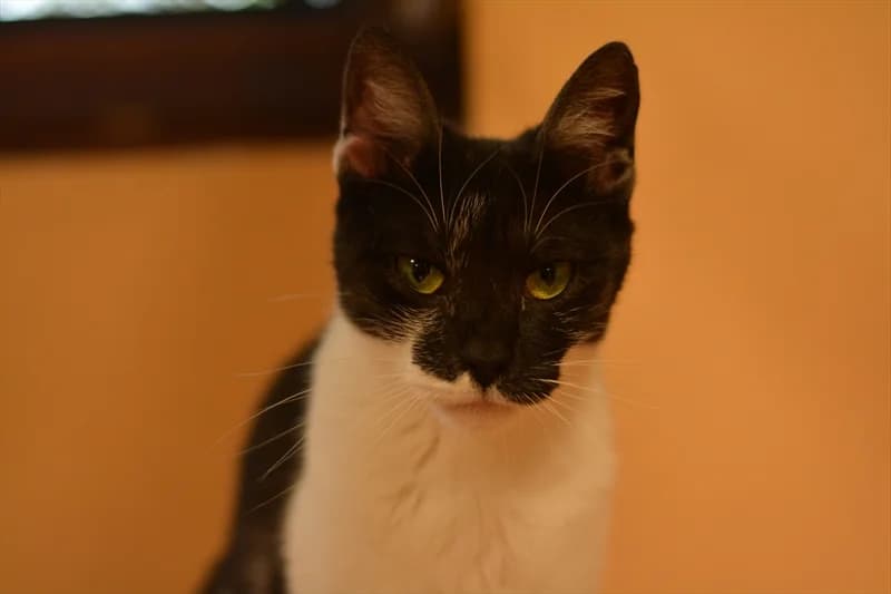 Dumi, Mixed Breed (Dumovec)